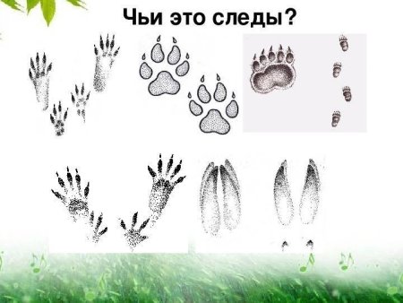 Следы животных для детей