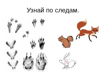 Следы животных заяц