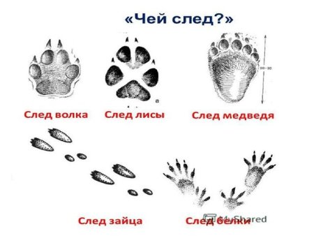 Следы волка зайца медведя лисы