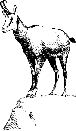 Кавказская Серна