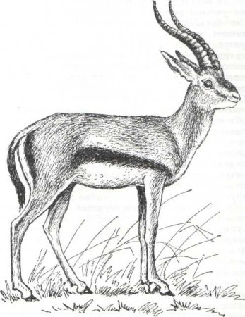 Серна рисунок