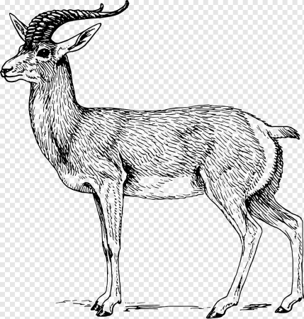 Рисунок серны