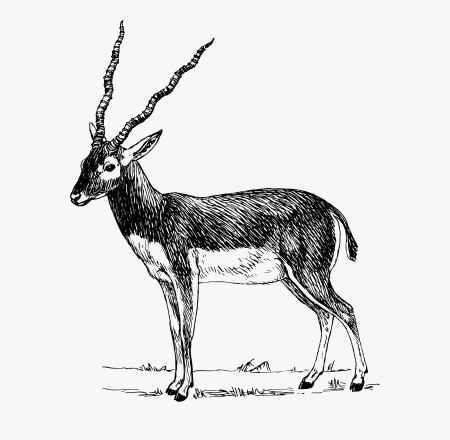 Рисунок кавказской ерн6ы