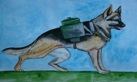 Служебная собака санитар