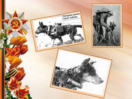 Животные герои войны