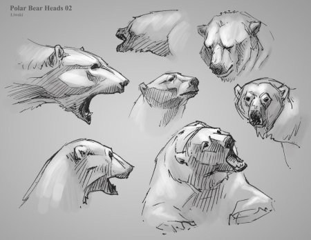 Медведь сбоку референс