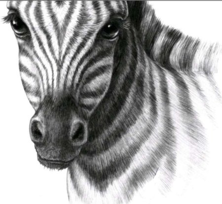 Рисунки животных карандашом