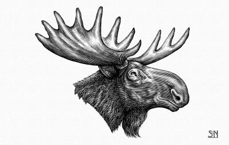 Морда лося в профиль