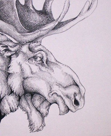 Лось карандашом