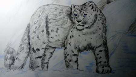 Ирбис нарисовать