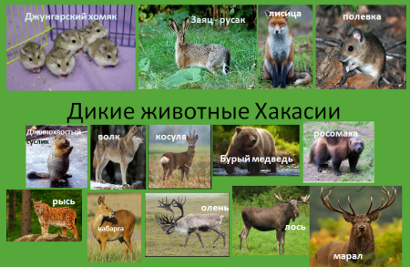 Животные Республики Хакасия