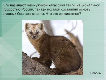 Заповедник рисунок