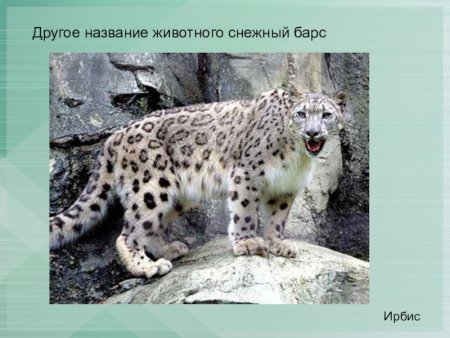 Ирбис или снежный Барс раскраска