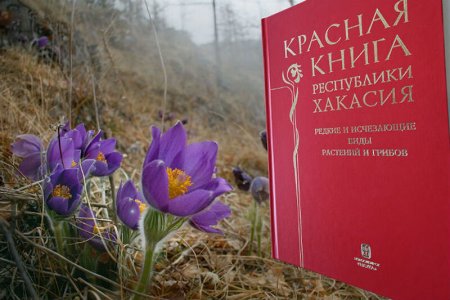 Животные из красной книги рисунки