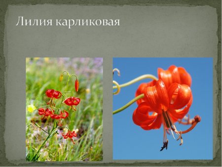 Символ Хакасии снежный Барс