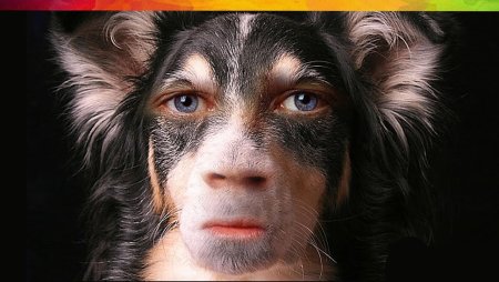 Собака с человеческим лицом