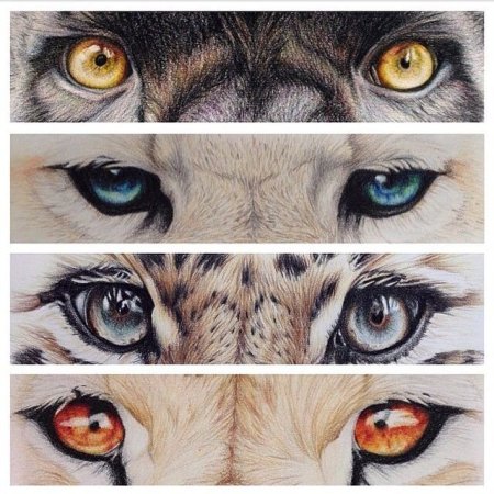Глаза разных животных