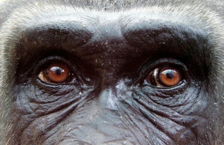 Глаза гориллы