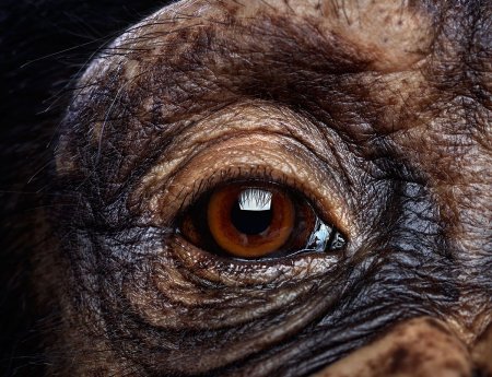 Зрачки обезьяны