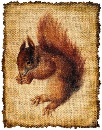 Винтажные иллюстрации животных