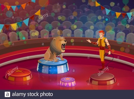 Лев на тумбе в цирке