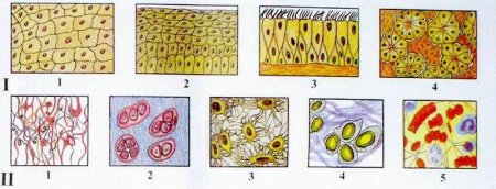 Ткани человека биология 8