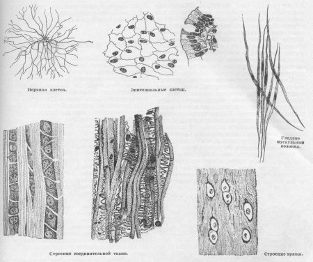 Строение соединительной ткани растений