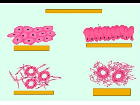 Ткани животных рисунки