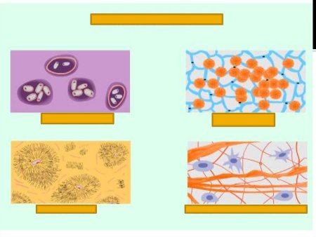 Соединительная ткань рисунок