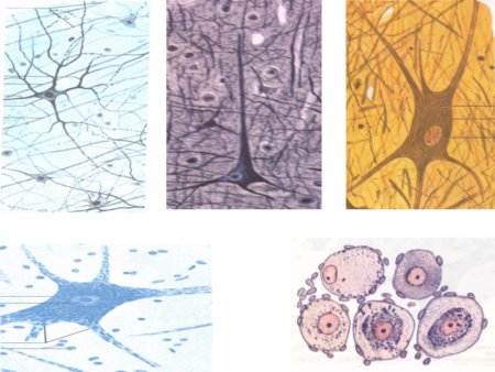 Нейроглия гистология препарат