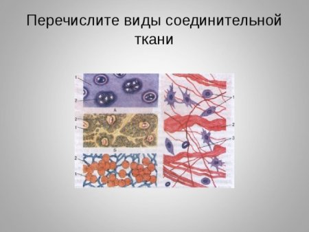 Соединительная ткань биология 8 класс