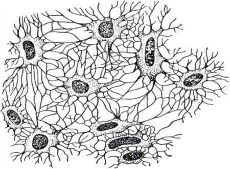 Костные клетки в костной ткани