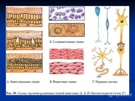 Строение ткани человека схема