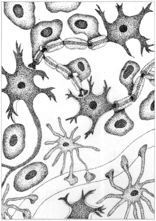 Клетки нервной ткани (животная клетка)