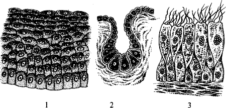 Железистая эпителиальная ткань рисунок