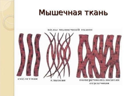 Мышечная ткань биология 8 класс