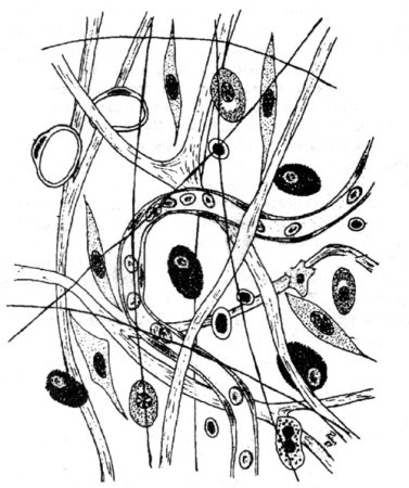 Рыхлая волокнистая соединительная ткань схема