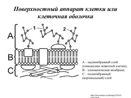 Поверхностный аппарат эукариотической клетки