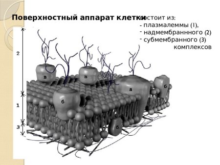 Поверхностный аппарат клетки надмембранный комплекс строение