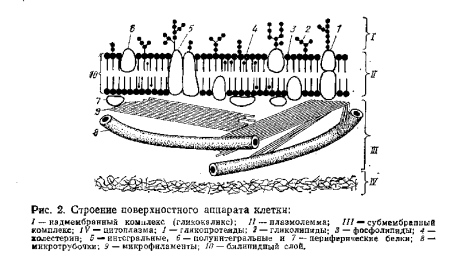 Схема строения плазмолеммы