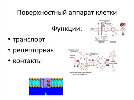 Поверхностный аппарат клетки биологическая мембрана