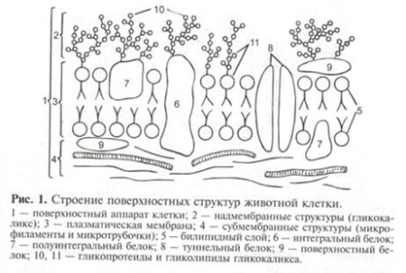 Общая характеристика поверхностного аппарата сделать пояснительный рисунок