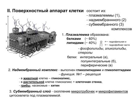 Поверхностный аппарат клетки надмембранный комплекс строение