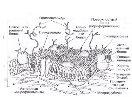 Мембрана строение плазмолемма