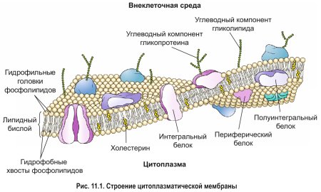 Плазматическая мембрана плазмалемма
