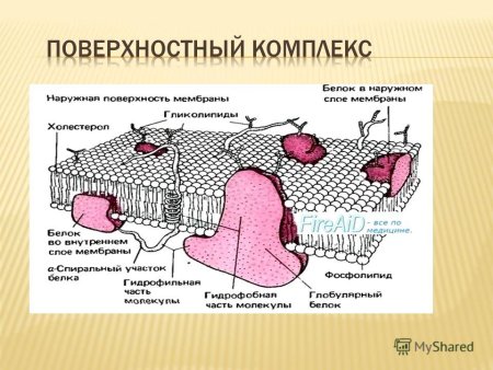 Поверхностный комплекс клетки