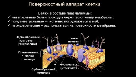 Строение клетки клеточная мембрана таблица