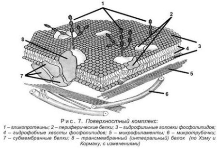 Модель клеточной мембраны Сингера Николсона