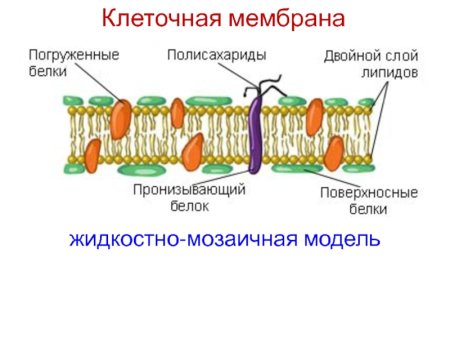 Клеточная мембрана строение гликокаликс