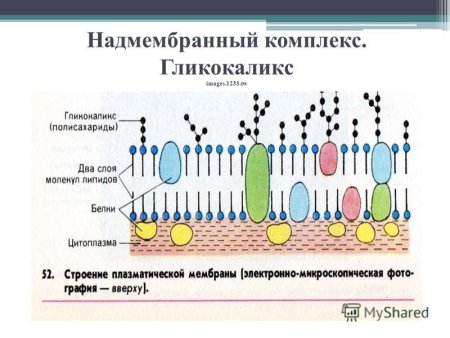 Плазмолемма гликокаликс